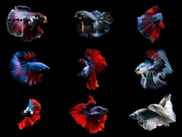 Csoport prémium képzelet Betta halak, Show minőségű Sziámi harci halak elszigetelt fekete háttér  - Fotó, kép