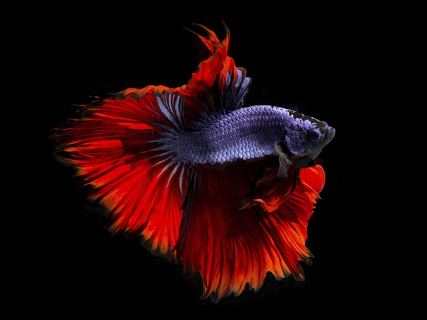Fancy betta fish,Violet siamese fighting fish on black background isolated - Photo, Image