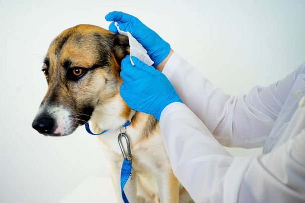 Dog at a vet - Φωτογραφία, εικόνα