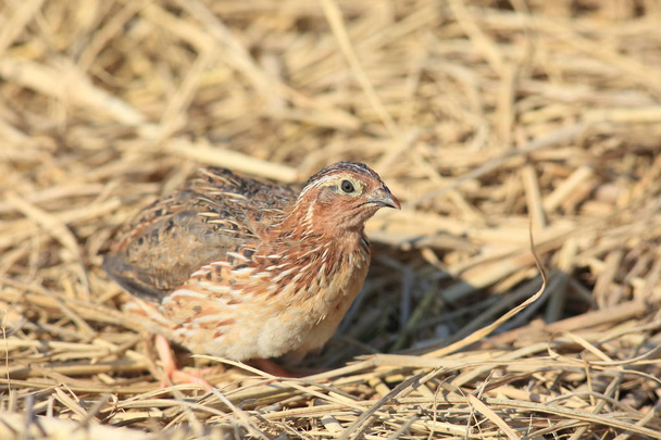 Japanese quail (Coturnix japonica) male in Japan - Photo, Image