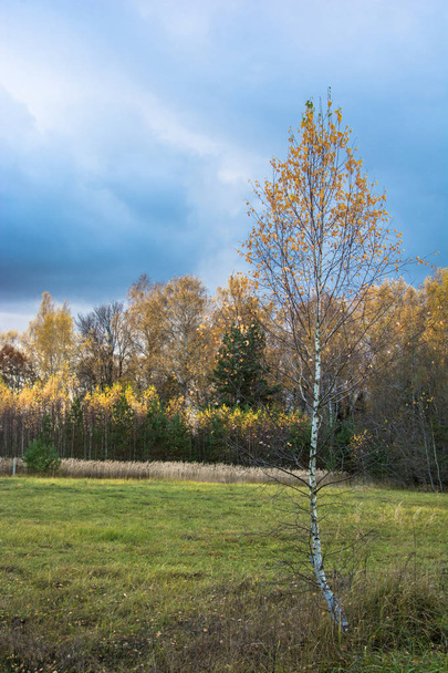 A beautiful autumn landscape.  - Фото, изображение