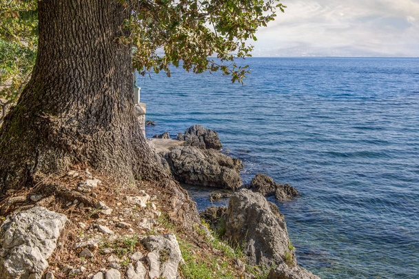 Ένα δέντρο με πράσινα φύλλα, κοντά στη θάλασσα. - Φωτογραφία, εικόνα