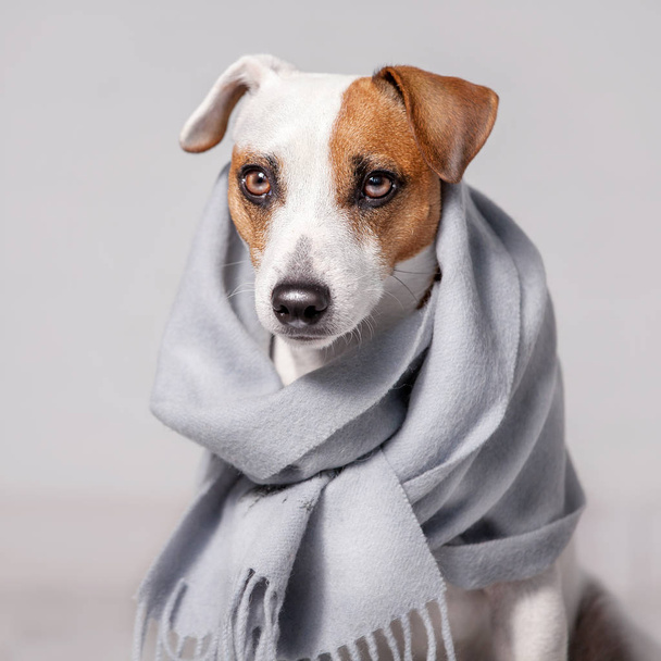 Dog wrapped in a scarf - 写真・画像