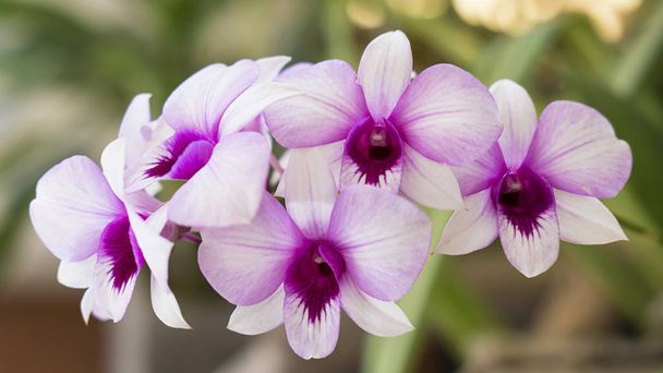 デンドロビウム蘭、エキゾチックな花、熱帯または亜熱帯の気候で育つ - 写真・画像