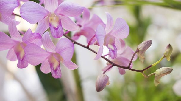 blassrosa Dendrobium-Orchidee klassische, exotische Pflanze, die in tropischen oder subtropischen Klimazonen zu finden ist - Foto, Bild