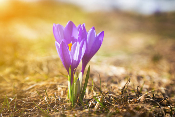 Verse bergachtige kleurrijke paarse crocus bloem - Foto, afbeelding