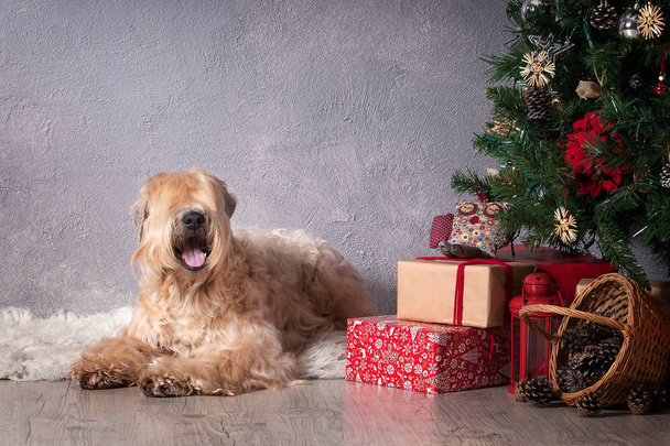 Dog. Irish soft coated wheaten terrier on Christmas background - Foto, Bild