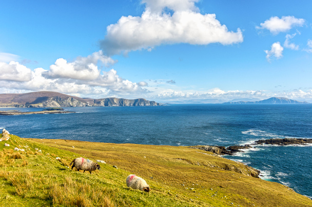 krásné venkovské irské země přírodní krajina ovcí z na severozápadě Irsko. malebného ostrova achill wild atlantic cestou. slavný irský turistická atrakce. - Fotografie, Obrázek