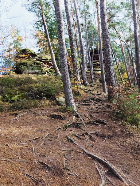 Autumn natural fir forest in Rheinland Pfalz - Фото, изображение