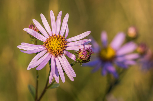 Closeup view of European Michaelmas-daisy (Aster amellus) - Photo, Image
