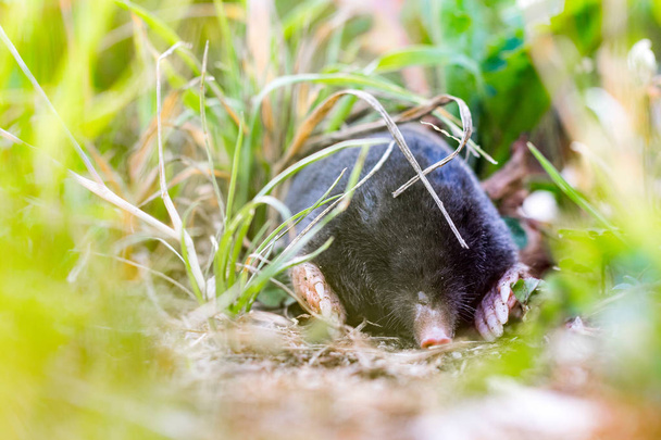 European mole (Talpa europaea) hidden in the grass - Photo, Image