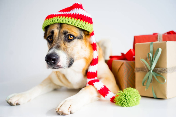 Christmas with a dog - Foto, imagen