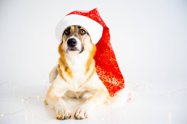 Christmas with a dog - Foto, Bild