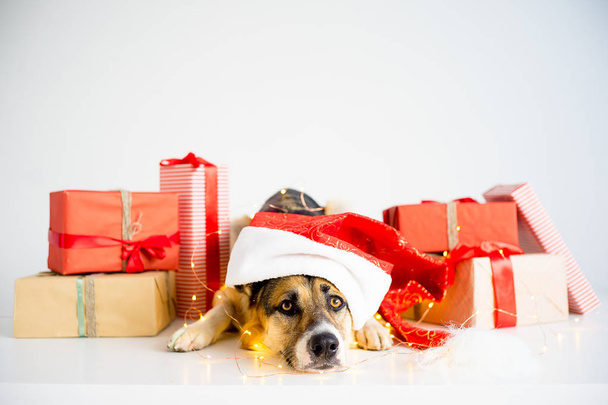 Christmas with a dog - Foto, Imagem