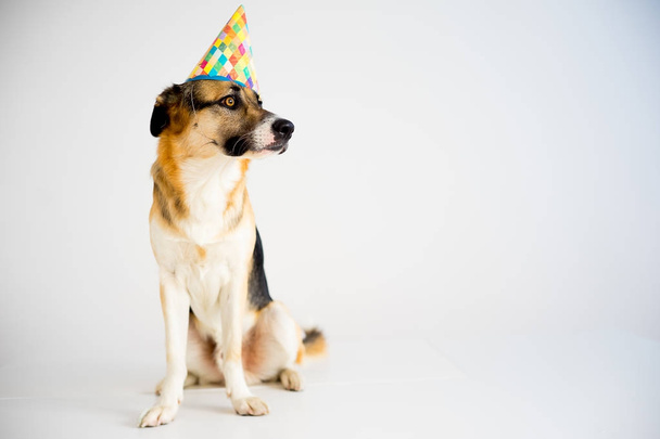 Dog in a party hat - Fotoğraf, Görsel