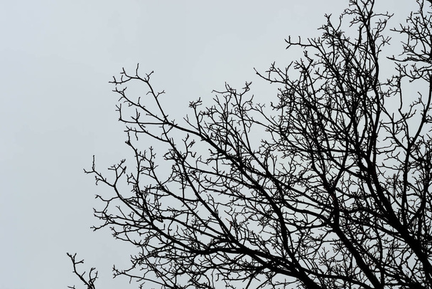 ramas de árboles estériles contra el cielo
 - Foto, Imagen