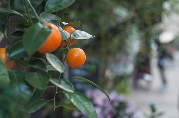  orange tree at florist  - Fotó, kép