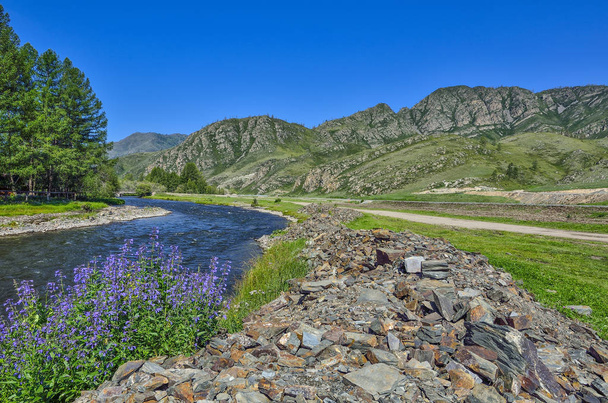 Verão ensolarado paisagem de montanha com flores azuis perto do rio
 - Foto, Imagem