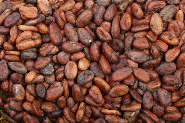 unpeeled cocoa bean as a background top view - Photo, Image