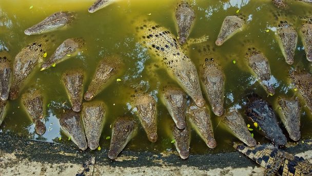 suyun içinde çok büyük timsahlar - Fotoğraf, Görsel