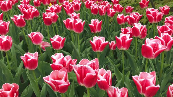 Světlé tulipány záhonu v Keukenhofu - Záběry, video