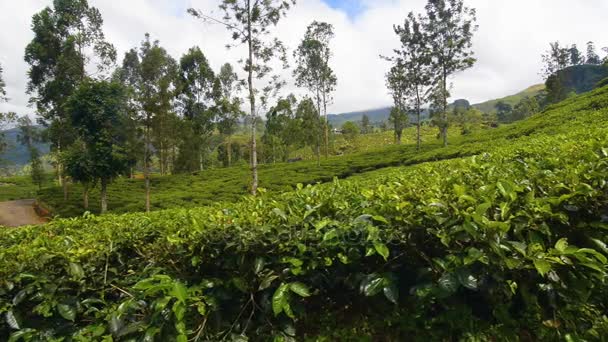 Tea plantation in Nuwara Eliya - Footage, Video