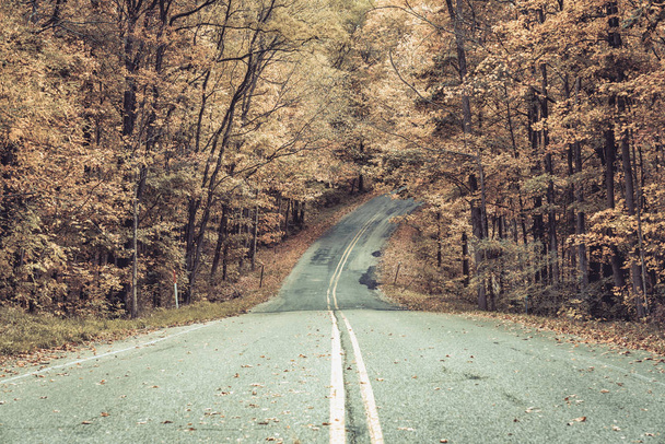 Road in autumn forest - Fotoğraf, Görsel