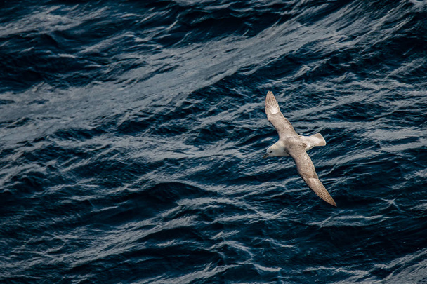 Flying Northern Fulmar in Atlantic ocean, following a boat - Photo, Image