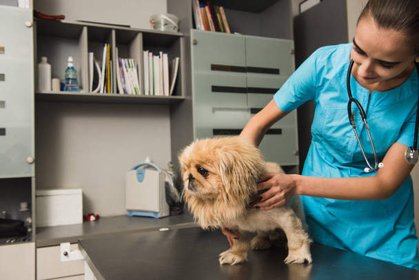 Vet examining the dog in a clinic - Photo, Image