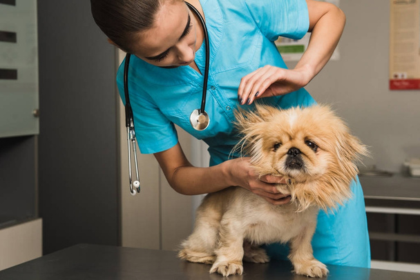 Orelha de exame de cão em ambulância veterinária
 - Foto, Imagem