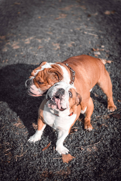 Playful couple of English bulldog - Photo, image