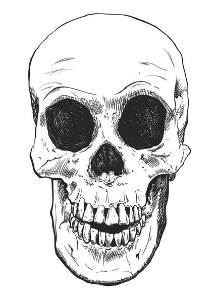 Human Skull Vector Art. Hand drawn illustration. - Wektor, obraz