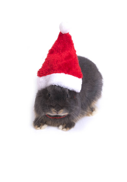 Netherland dwarf rabbit wearing red santa hat. - Fotoğraf, Görsel