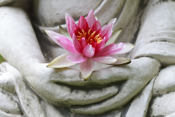 Buddha hands holding flower, close up - Photo, Image