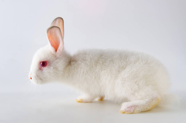 Белый кролик в концепции пасхального животного - Фото, изображение