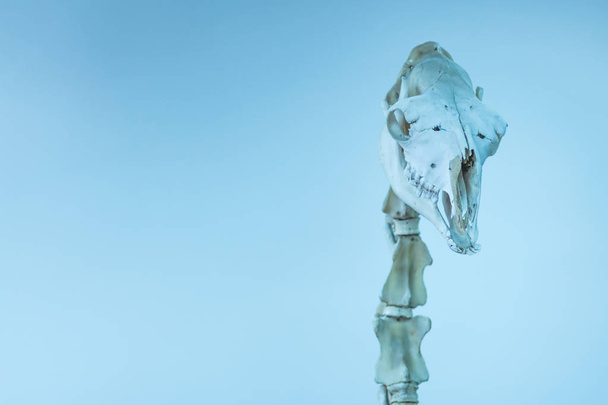 Cráneo y vértebras cervicales de un camello. Una exposición de museo real. Tonificado en azul. Tema científico o veterinario
. - Foto, Imagen