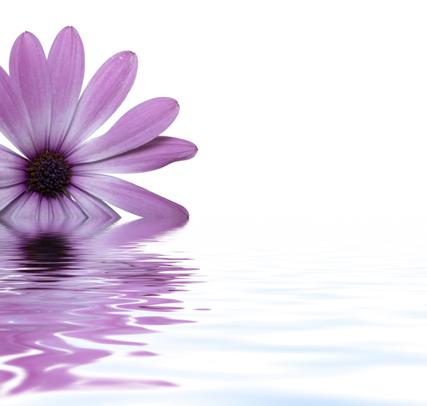 fleur flottant dans l'eau - Photo, image