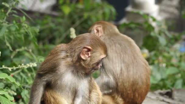 Молодий мавп в місто Катманду - Кадри, відео