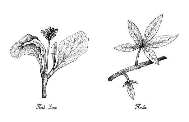 Hand Drawn of Kai Lan and Kuka Leaves - Vector, Image