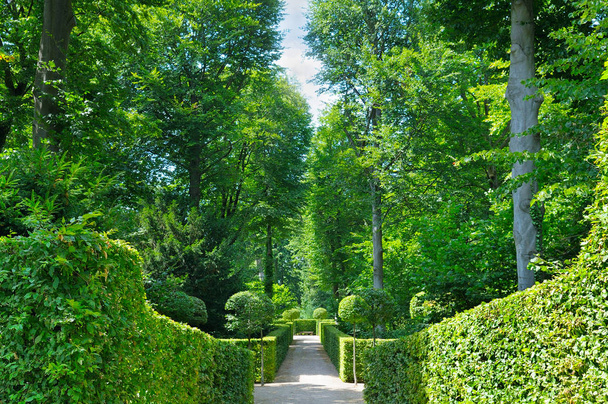 Summer park with hedges - Fotoğraf, Görsel