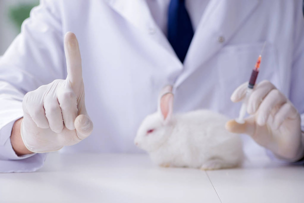 Veterinární lékař vyšetřuje králíka v domácí nemocnici - Fotografie, Obrázek