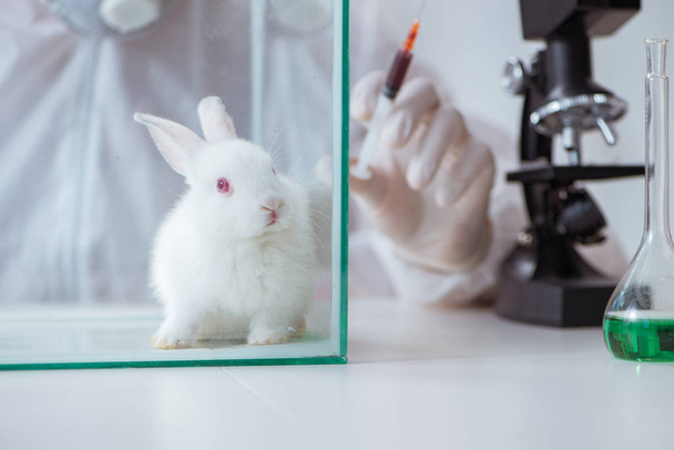 Conejo blanco en experimento de laboratorio científico - Foto, Imagen