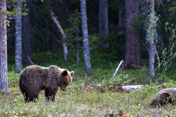 Barna medve, a finn tajga - Fotó, kép