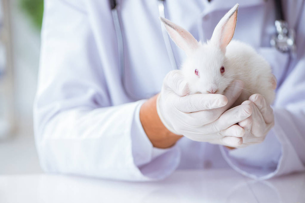 Médecin vétérinaire examinant le lapin à l'hôpital pour animaux de compagnie - Photo, image