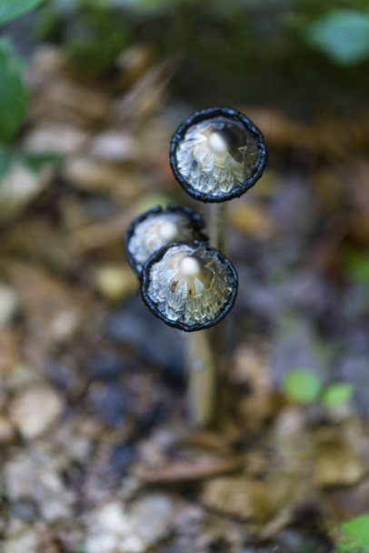 Perruque d'avocat (capsule d'encre) champignon comestible, Coprinus comatus
 - Photo, image