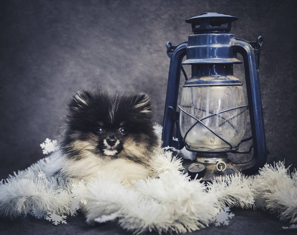 Pomerania Spitz cane cucciolo in ghirlande a Natale o Capodanno
 - Foto, immagini