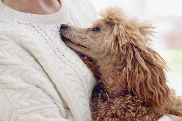 Young woman is resting with a dog at home . - 写真・画像