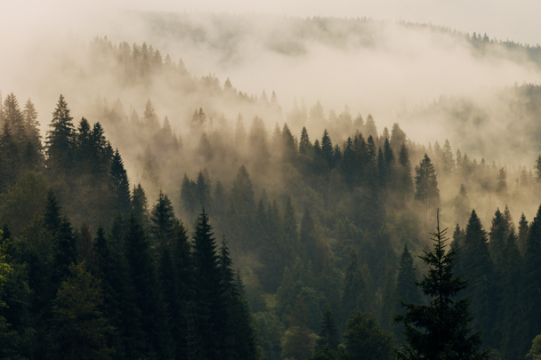 Niebla matutina en las laderas de las montañas. Montañas Cárpatas. Ucrania, Europa
. - Foto, Imagen