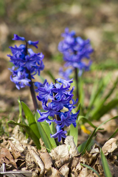 Violet hyacinten bloemen in een tuin - Foto, afbeelding
