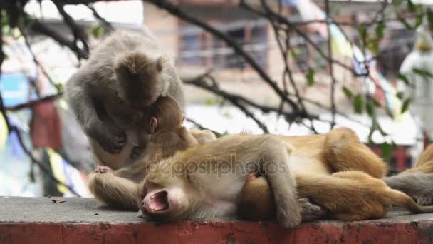 Обезьяны в городе Катманду
 - Кадры, видео